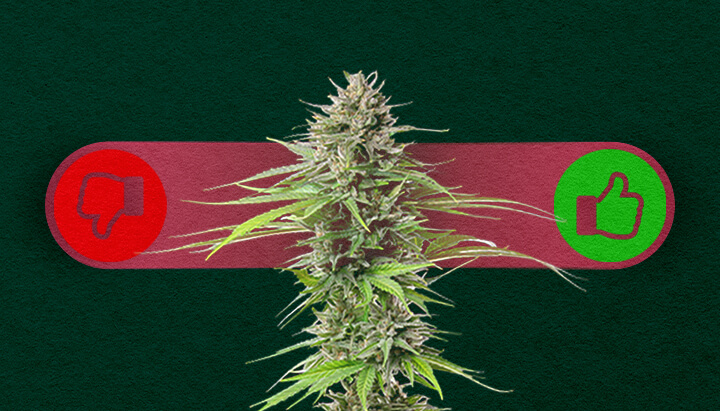 Photoperiode Cannabis: De Voordelen en Nadelen van Kweken Afwegen Voordelen en nadelen van photoperiode cannabis: Ontdek de voordelen (hogere opbrengsten, meer controle over de groei) en nadelen (langere kweektijd, vereist lichtcyclusbeheer) van photoperiode soorten.