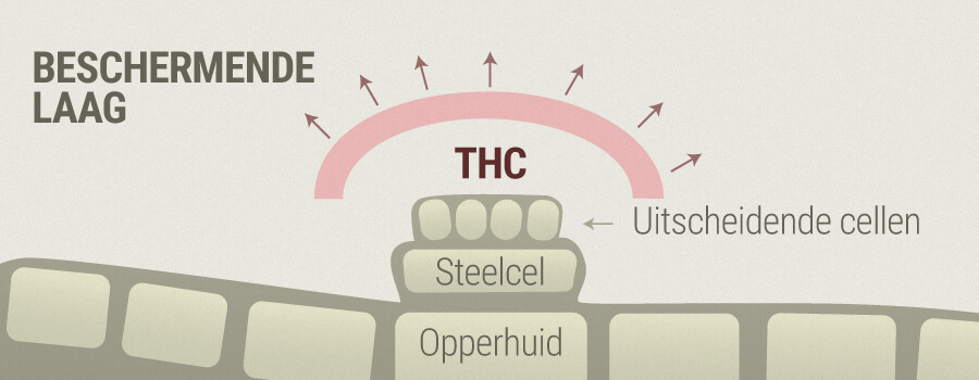 Rosacea En THC Rosacea En THC