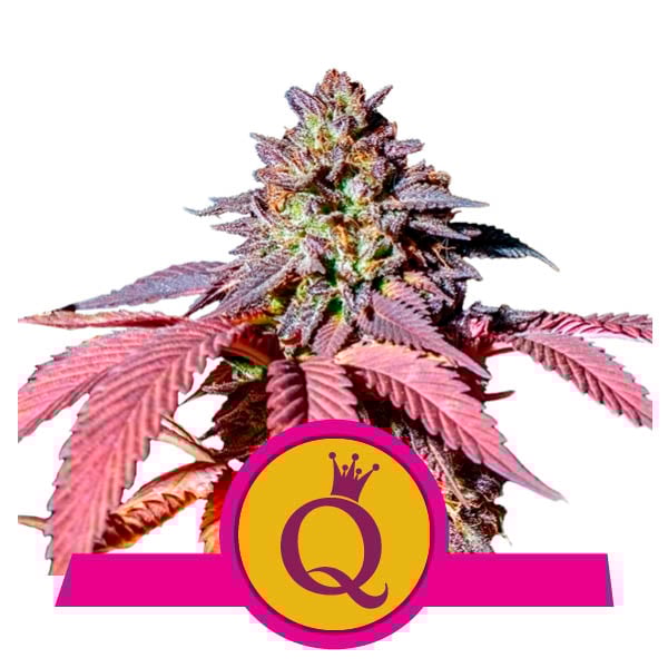 Purple Queen Marijuana Royal Queen Seeds Purple Queen Marijuana Royal Queen Seeds