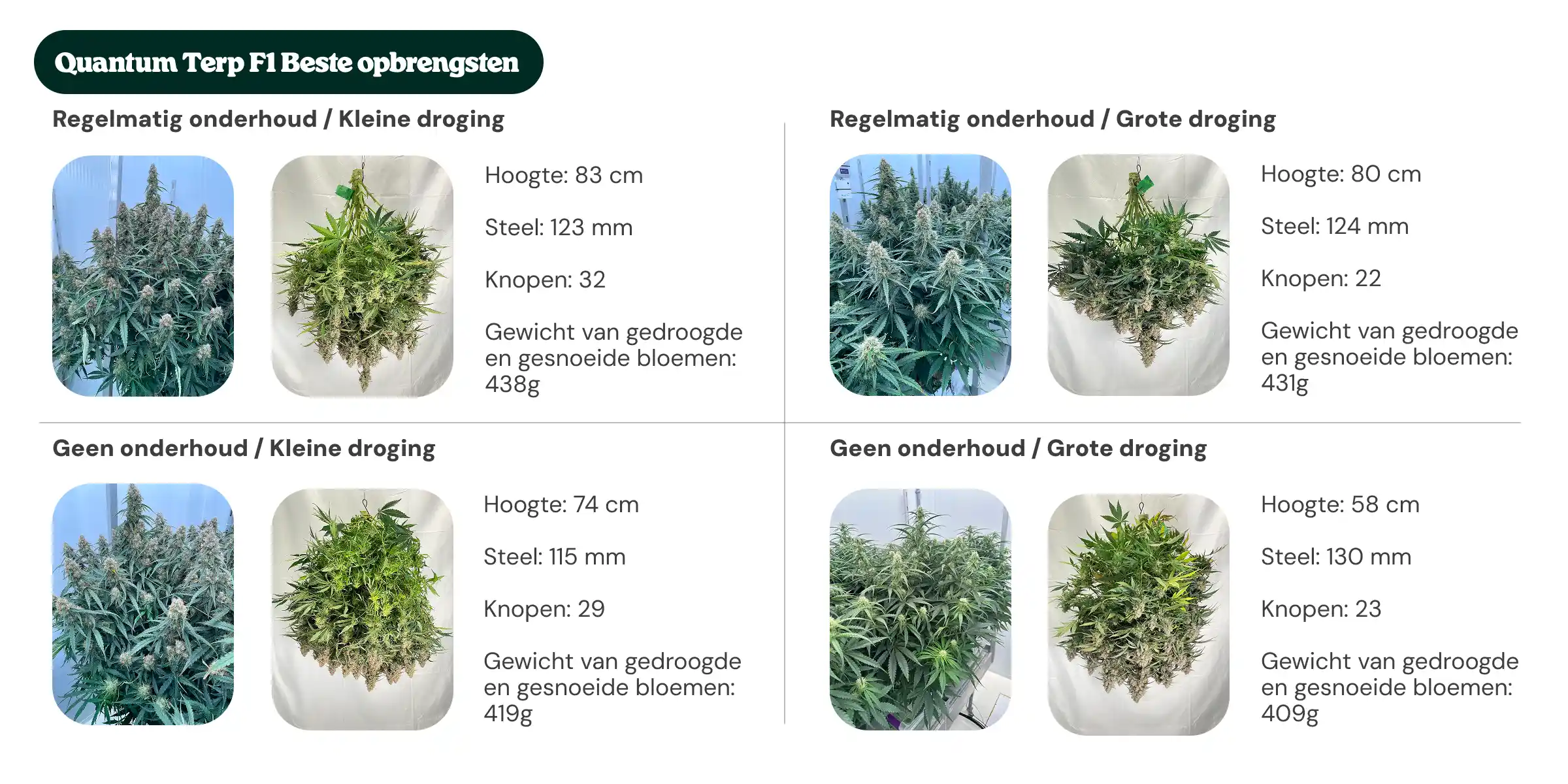 Overzicht van Quantum Terp F1-resultaten met behandelingen met regulier onderhoud en geen onderhoud, met kleine en grote dryback, waarbij planthoogte, stamdiameter, aantal nodes en droog getrimd bloemgewicht worden vergeleken.