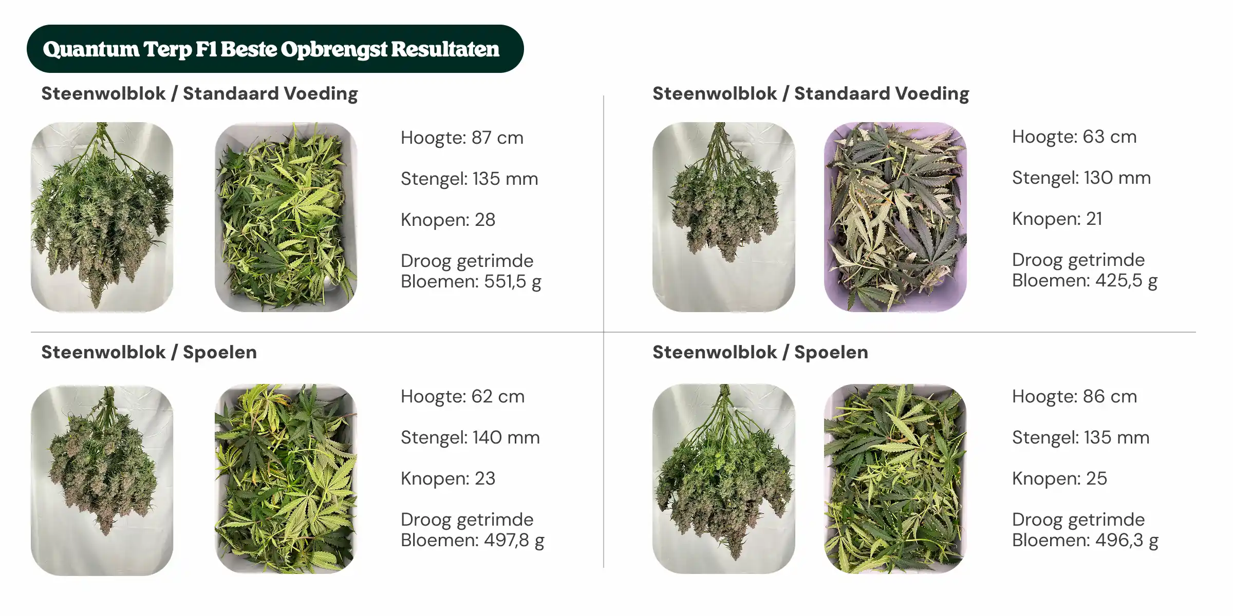 Overzicht van Quantum Terp F1-resultaten waarin standaardblok- en nieuwe generatie blokbehandelingen worden vergeleken met standaardvoeding en flush, met planthoogte, stamdiameter, aantal nodes en droog getrimd bloemgewicht.