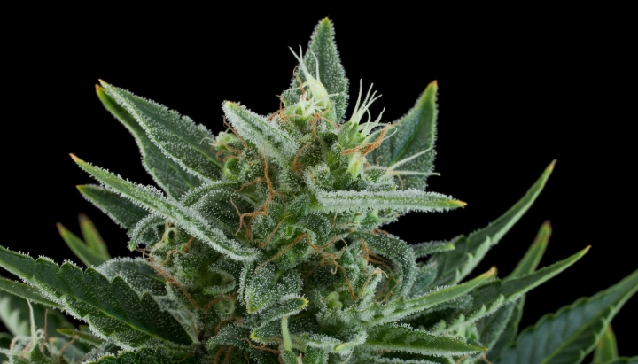Quick One: minimale hoogte en snelheid Quick One cannabistop met frostige harsrijke bloemen, groene suikerblaadjes, oranje stampers en compacte groei tegen een donkere achtergrond.