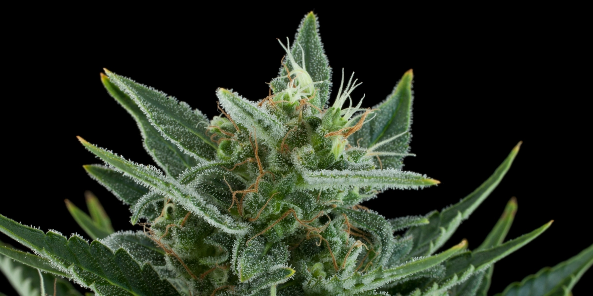 Quick One: minimale hoogte en snelheid Quick One cannabistop met frostige harsrijke bloemen, groene suikerblaadjes, oranje stampers en compacte groei tegen een donkere achtergrond.