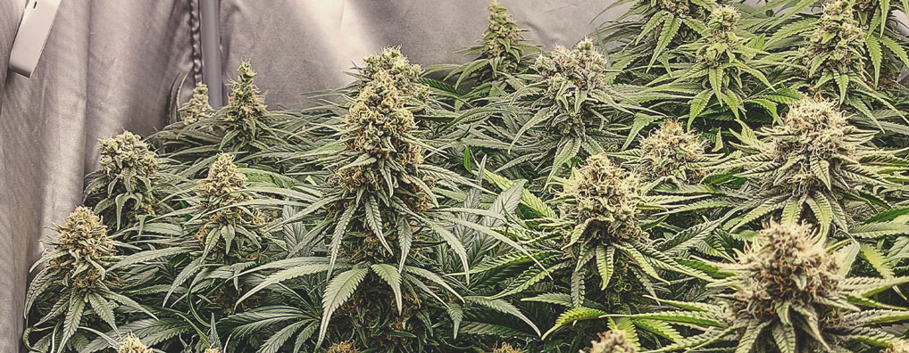 Royal Gorilla