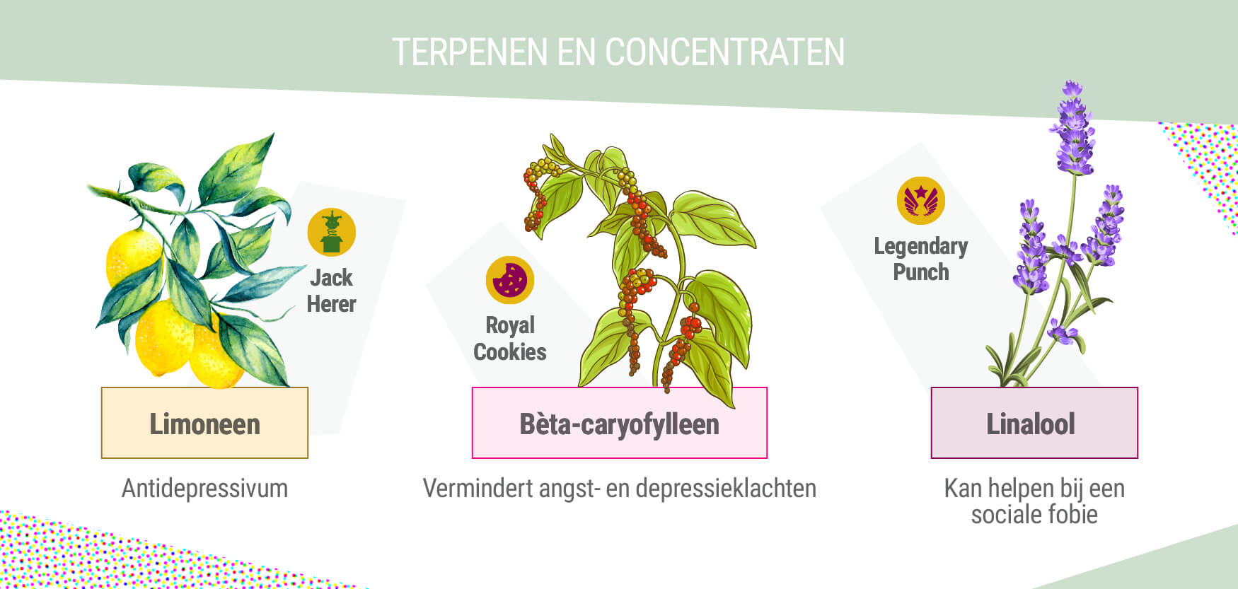 TERPENEN EN CONCENTRATEN