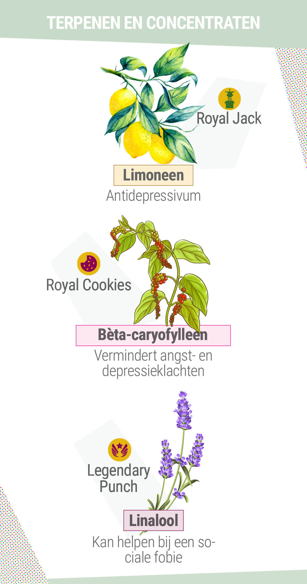 TERPENEN EN CONCENTRATEN