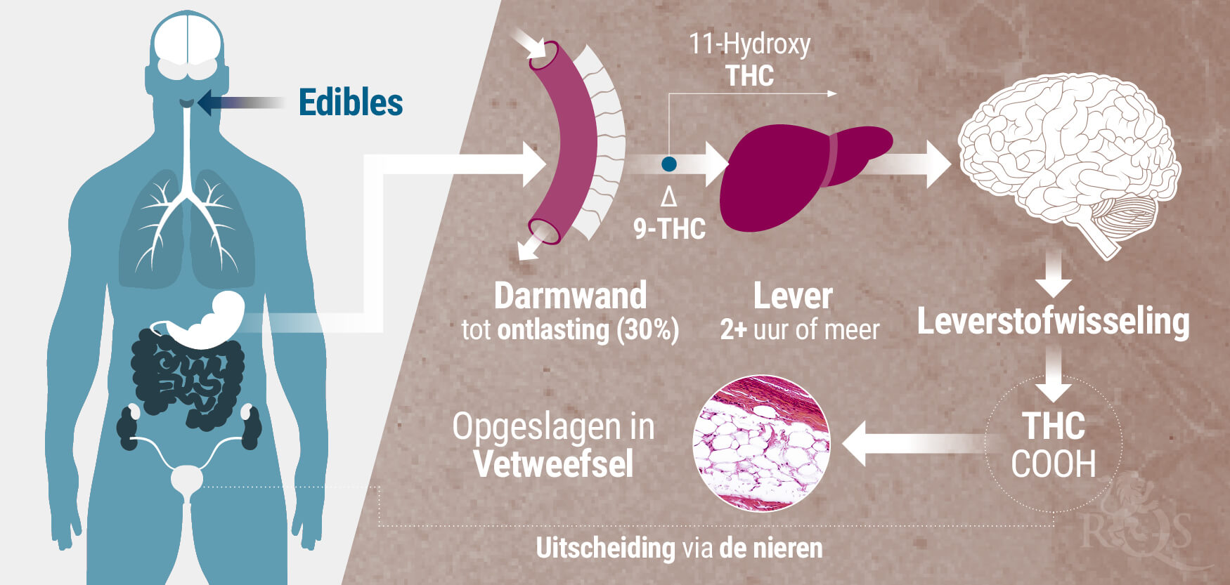 Metabolisme