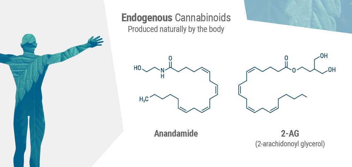 Cannabinoïdereceptoren