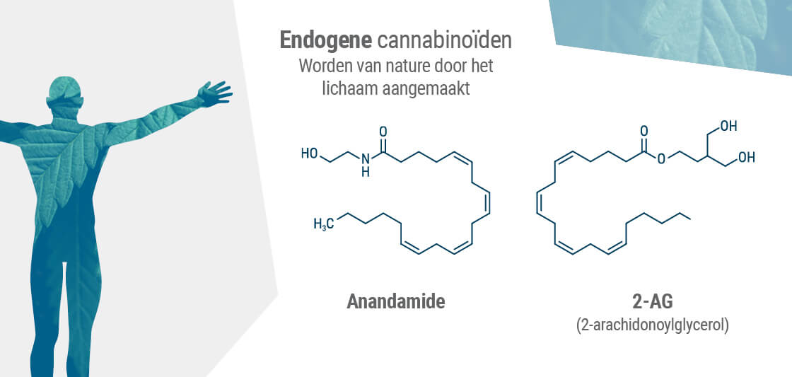De twee primaire endocannabinoïden in het lichaam zijn  anandamide en 2-AG.