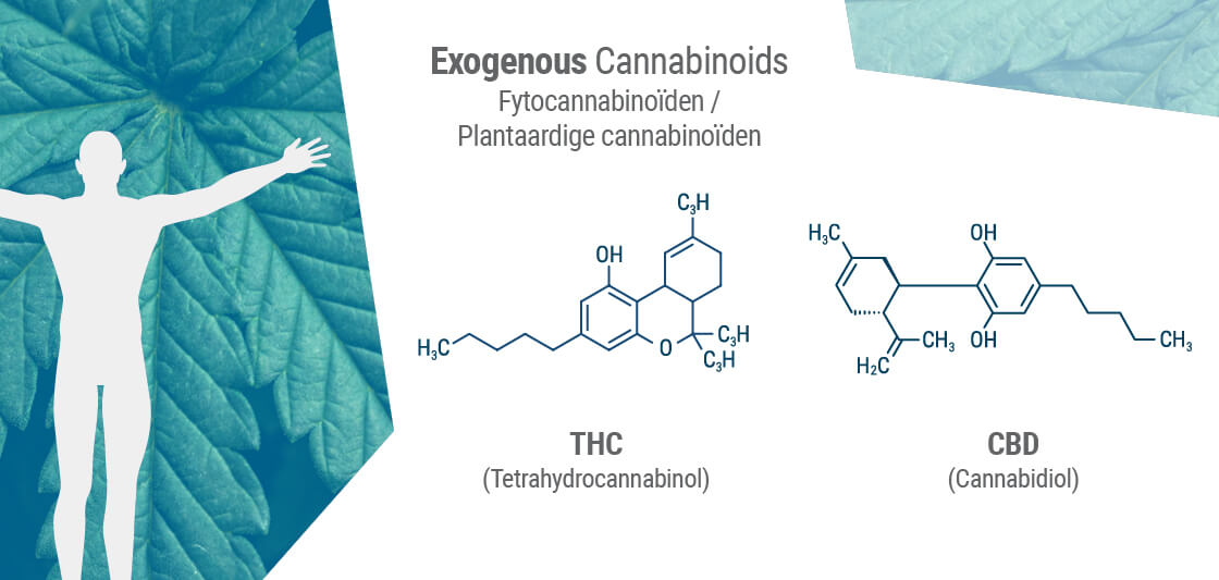 De moleculaire structuur van fytocannabinoïden komt vaak overeen met die van onze eigen endocannabinoïden