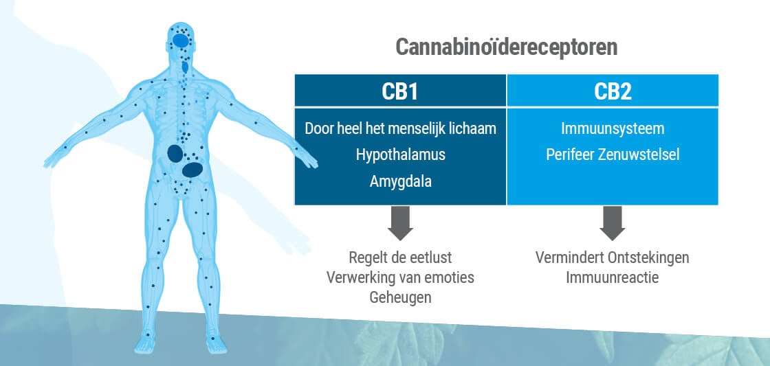 De twee belangrijkste receptortypes van het endocannabinoïde systeem zijn CB1 en CB2