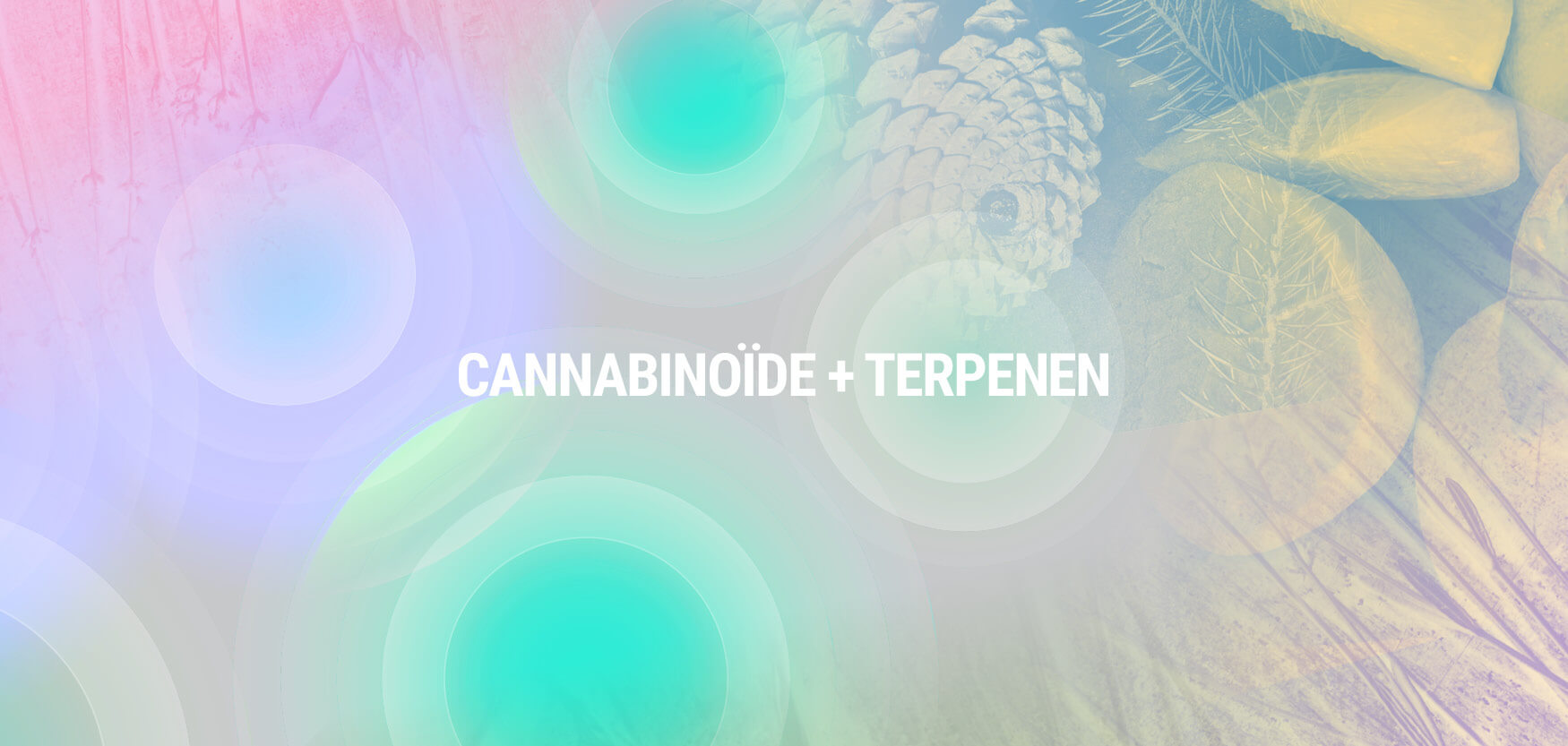 Cannabinoïde + Terpenen