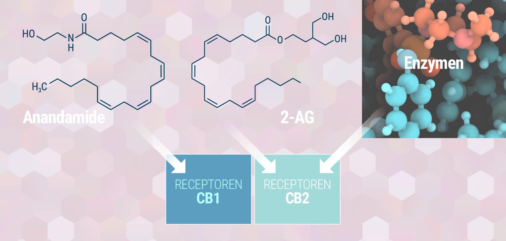 Alles over je endocannabinoïdesysteem