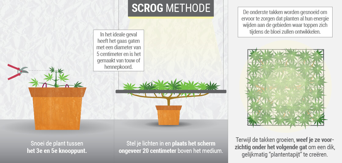 Wat is de ScrOG-Techniek? Wat is de ScrOG-Techniek?