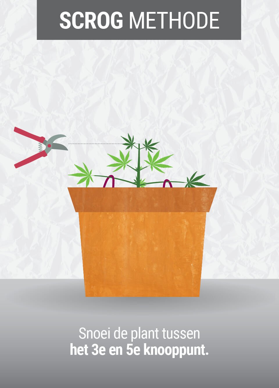 Wat is de ScrOG-Techniek? Wat is de ScrOG-Techniek?