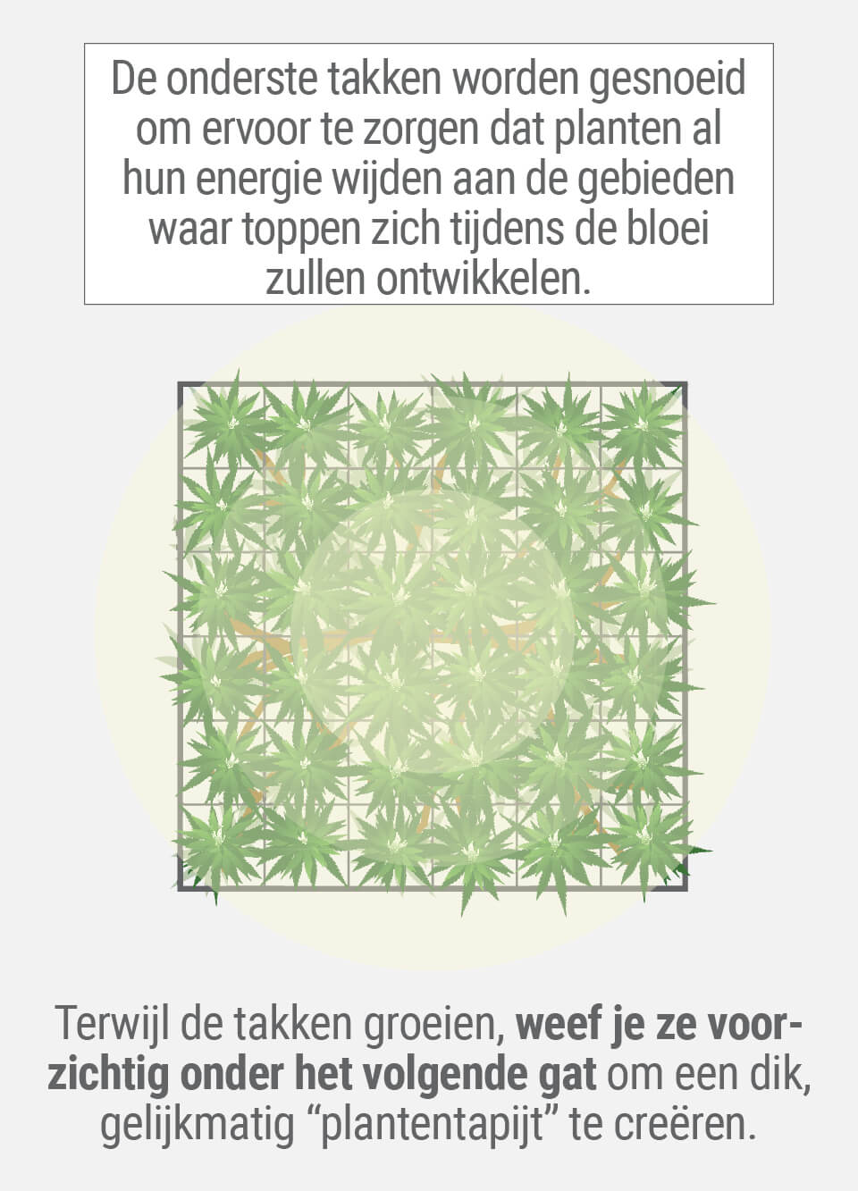 Wat is de ScrOG-Techniek? Wat is de ScrOG-Techniek?