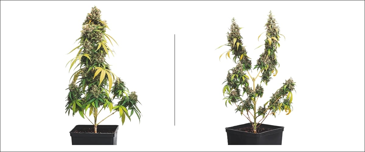Voorbeeld naast elkaar van cannabis toppen: niet-getopte plant met één hoofdcola versus getopte plant met meerdere cola’s
