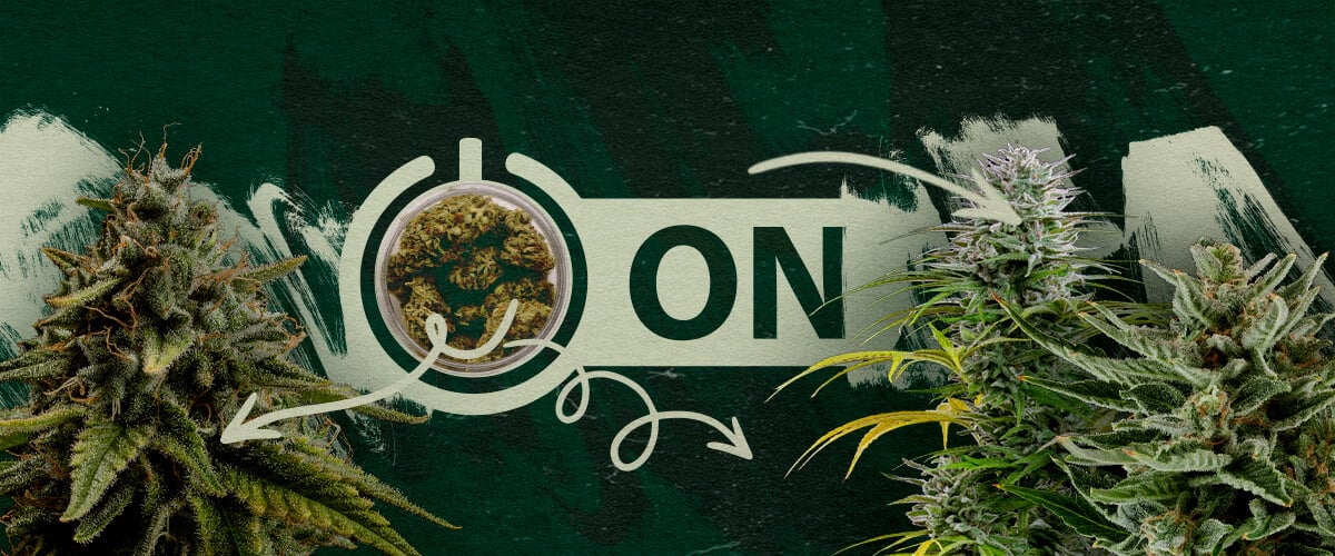 Aanbevolen Cannabis Soorten en Producten Na een Tolerantie Pauze Cannabis toppen in een pot met een