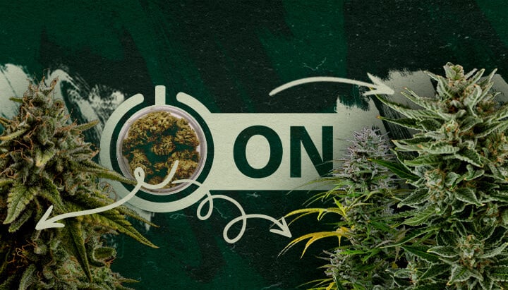 Aanbevolen Cannabis Soorten en Producten Na een Tolerantie Pauze Cannabis toppen in een pot met een