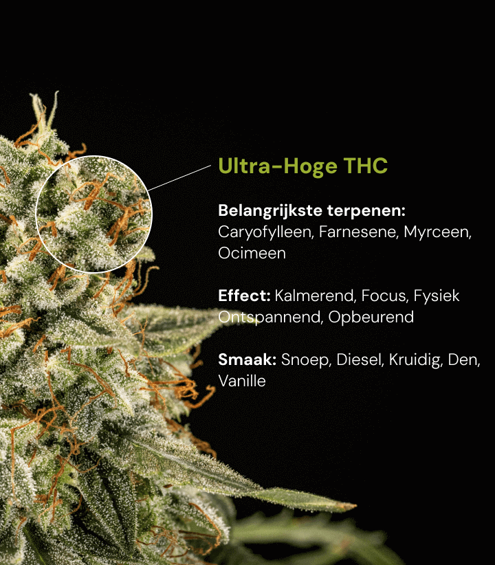 Ontdek een cannabissoort met ultrahoge THC en belangrijke terpenen zoals caryofylleen, farneseen, myrceen en ocimeen, met kalmerende en opbeurende effecten.