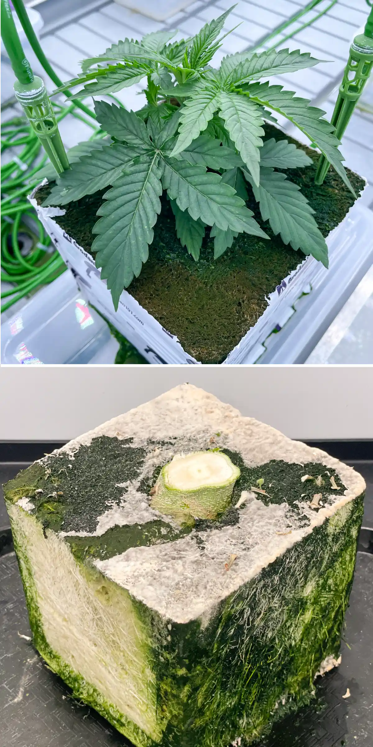 Cannabisproef in steenwol: vergelijking van blok en irrigatie Zij-aan-zij beeld van cannabis in steenwol tijdens een gecontroleerde flushproef, met een jonge plant met irrigatiestekers en een doorgesneden steenwolblok met zichtbare wortelontwikkeling.