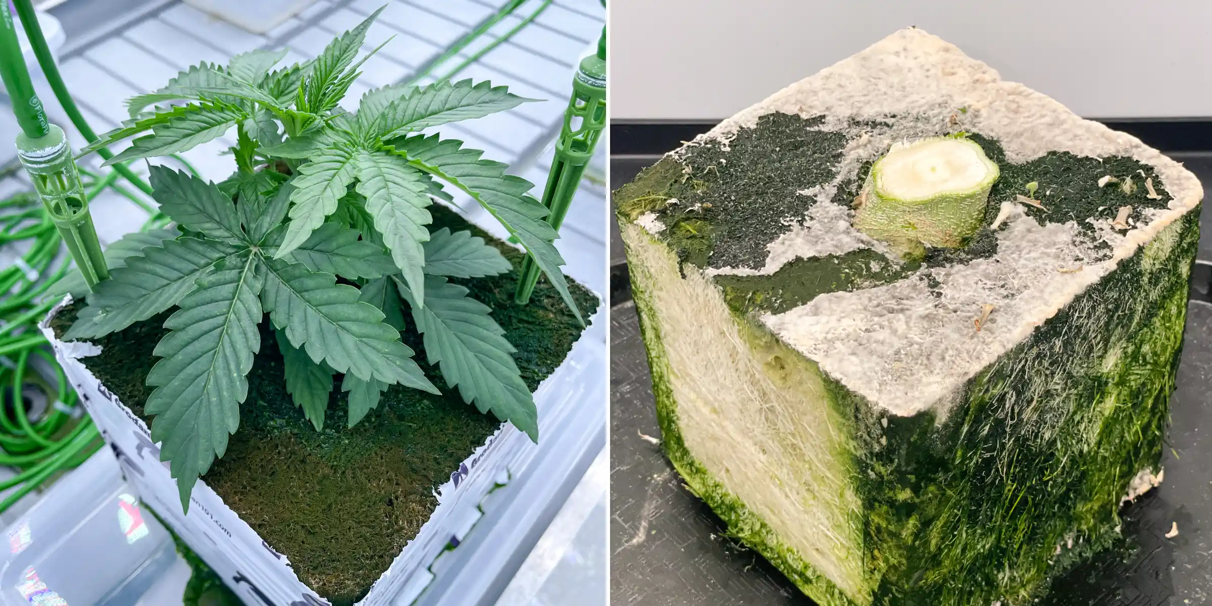 Cannabisproef in steenwol: vergelijking van blok en irrigatie Zij-aan-zij beeld van cannabis in steenwol tijdens een gecontroleerde flushproef, met een jonge plant met irrigatiestekers en een doorgesneden steenwolblok met zichtbare wortelontwikkeling.