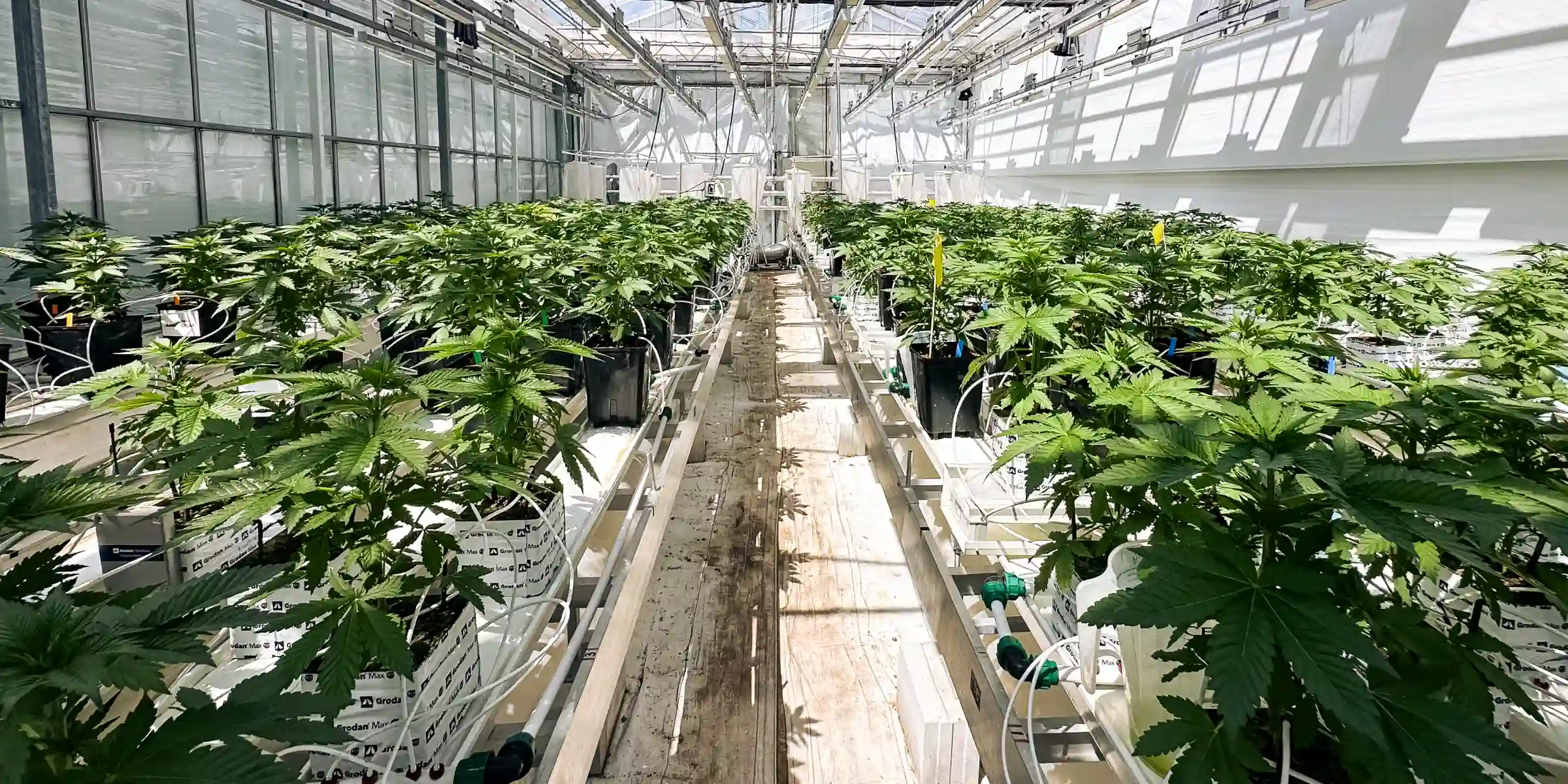 Proefruimte voor cannabis crop steering Cannabisplanten die groeien in een gecontroleerde kasproefruimte, met steenwolblokken, irrigatielijnen, felle canopyverlichting en rijen gezonde planten die worden gebruikt voor onderzoek naar crop steering.