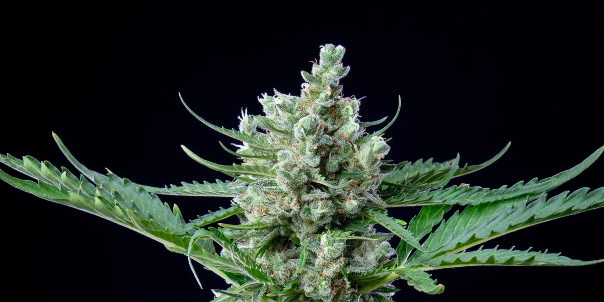 Royal Bluematic: hoge opbrengst in verhouding tot de hoogte Royal Bluematic cannabistop met dichte harsrijke bloemen, witte stampers, groene bladeren en compacte bloeiende groei tegen een donkere achtergrond.