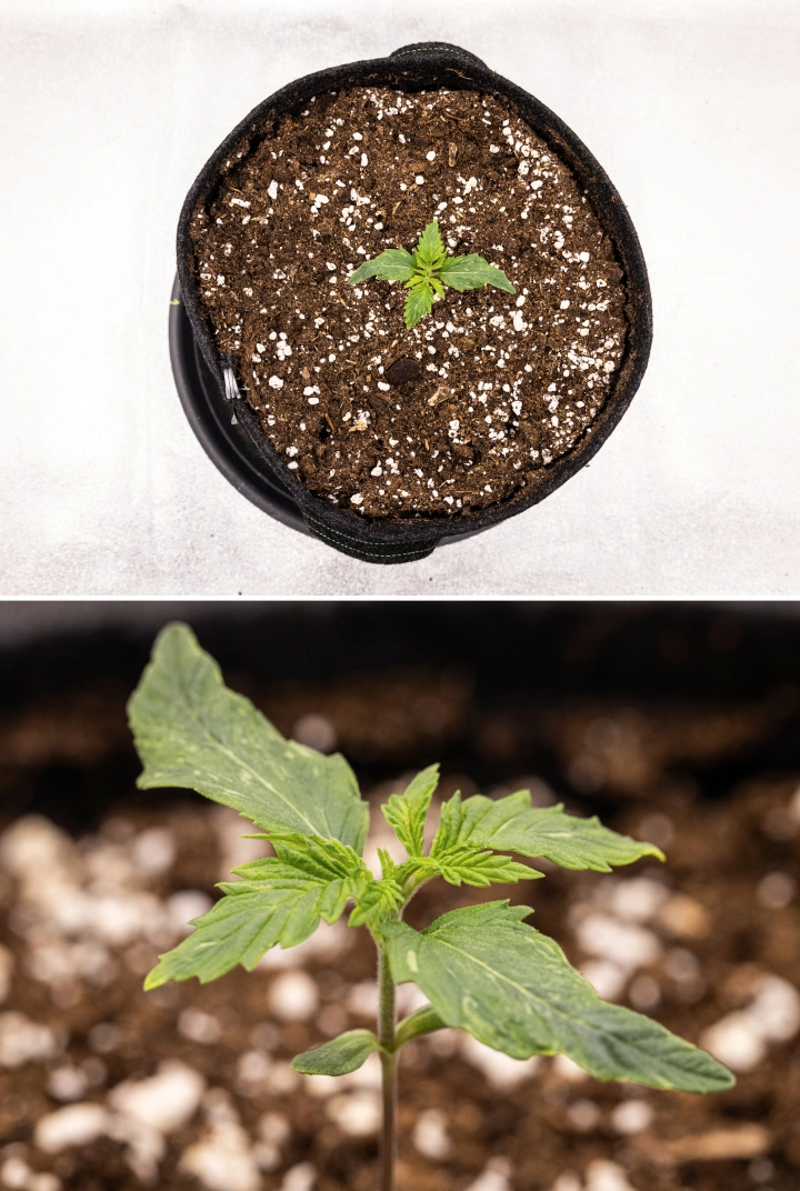 Royal Creamatic grow report: week 1, zaailinggroei Royal Creamatic cannabiszaailing in week 1, met vroege groei, groene bladeren, lichte bladvervorming en perlietrijk substraat.