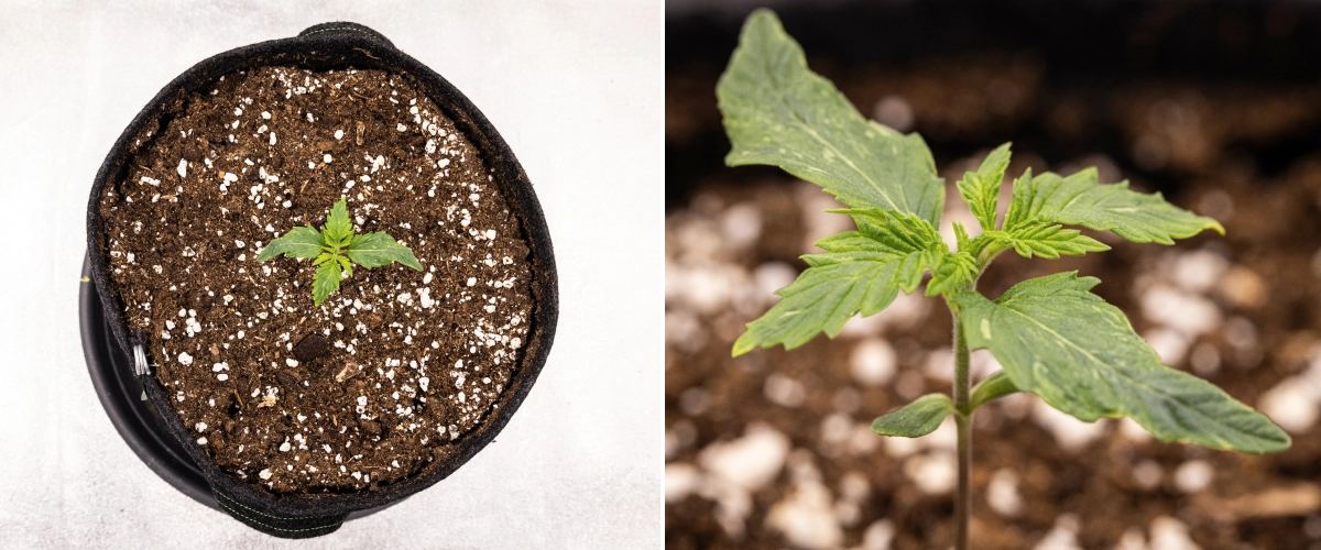 Royal Creamatic grow report: week 1, zaailinggroei Royal Creamatic cannabiszaailing in week 1, met vroege groei, groene bladeren, lichte bladvervorming en perlietrijk substraat.