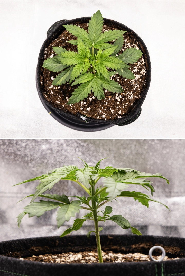 Royal Creamatic grow report: week 2, vegetatieve groei Royal Creamatic cannabisplant in week 2, met compacte vegetatieve groei, gezonde groene bladeren, korte internodes en perlietrijk substraat.