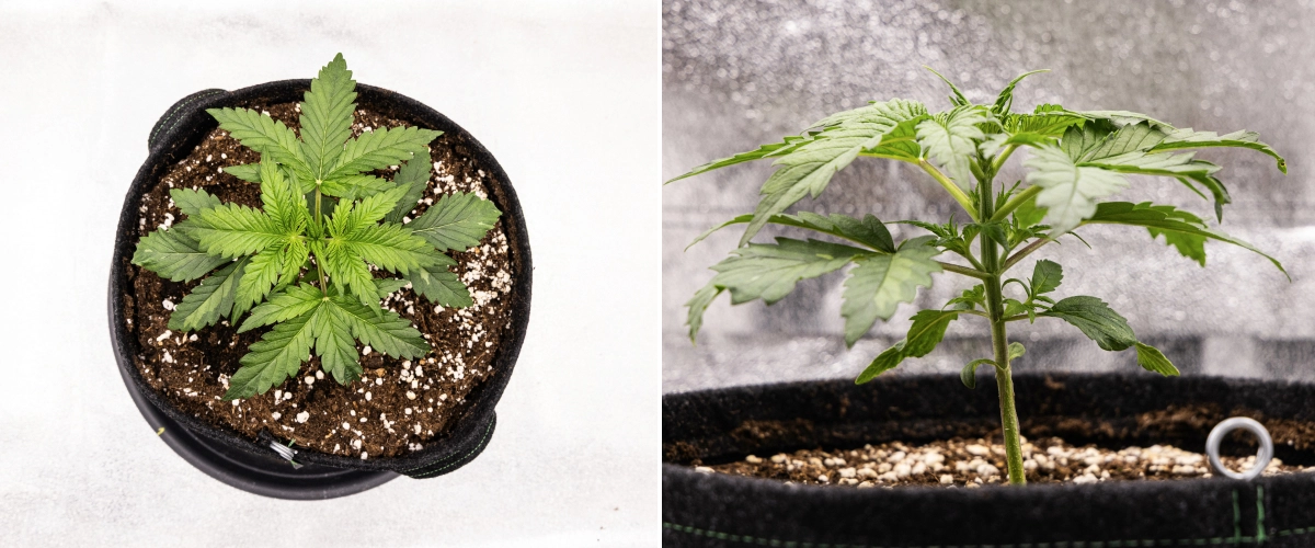 Royal Creamatic grow report: week 2, vegetatieve groei Royal Creamatic cannabisplant in week 2, met compacte vegetatieve groei, gezonde groene bladeren, korte internodes en perlietrijk substraat.