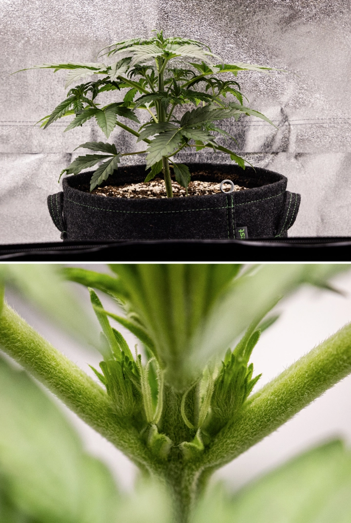 Royal Creamatic grow report: week 3, groei in de voorbloei Royal Creamatic cannabisplant in week 3, met compacte groei, gezond blad, zichtbare voorbloei en een sterke jonge stengel.