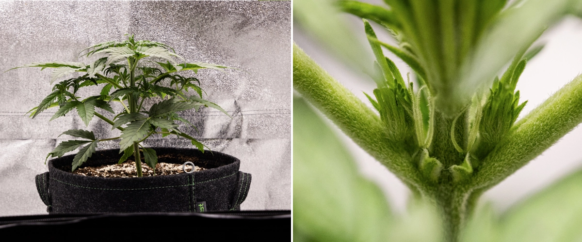 Royal Creamatic grow report: week 3, groei in de voorbloei Royal Creamatic cannabisplant in week 3, met compacte groei, gezond blad, zichtbare voorbloei en een sterke jonge stengel.