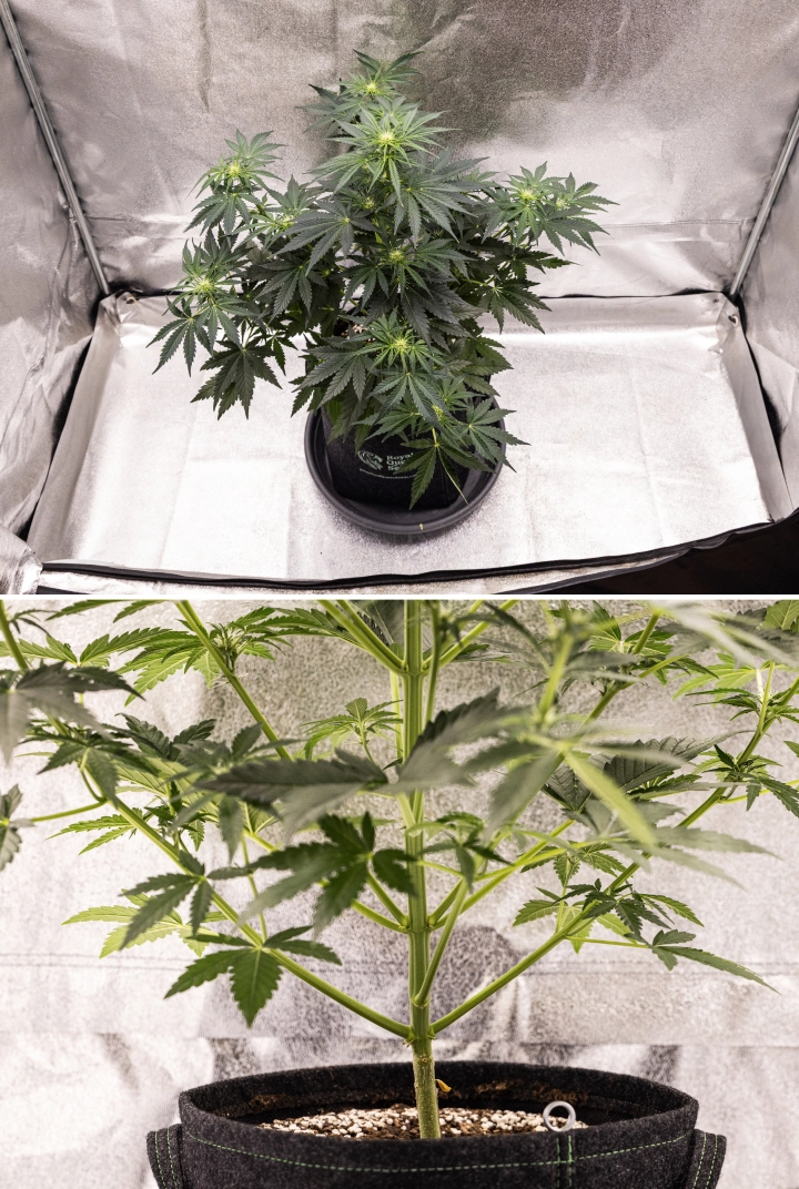 Royal Creamatic grow report: week 5, bloemontwikkeling Royal Creamatic cannabisplant in week 5, met ontwikkelende toppen, gezond groen blad, sterke takken en een evenwichtige bloeistructuur.