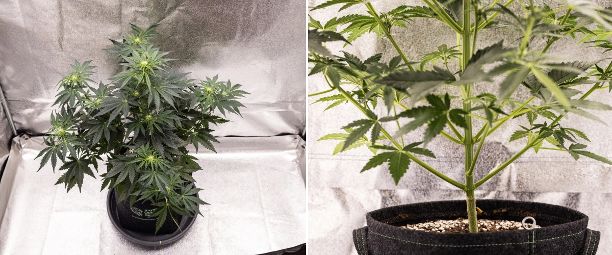 Royal Creamatic grow report: week 5, bloemontwikkeling Royal Creamatic cannabisplant in week 5, met ontwikkelende toppen, gezond groen blad, sterke takken en een evenwichtige bloeistructuur.