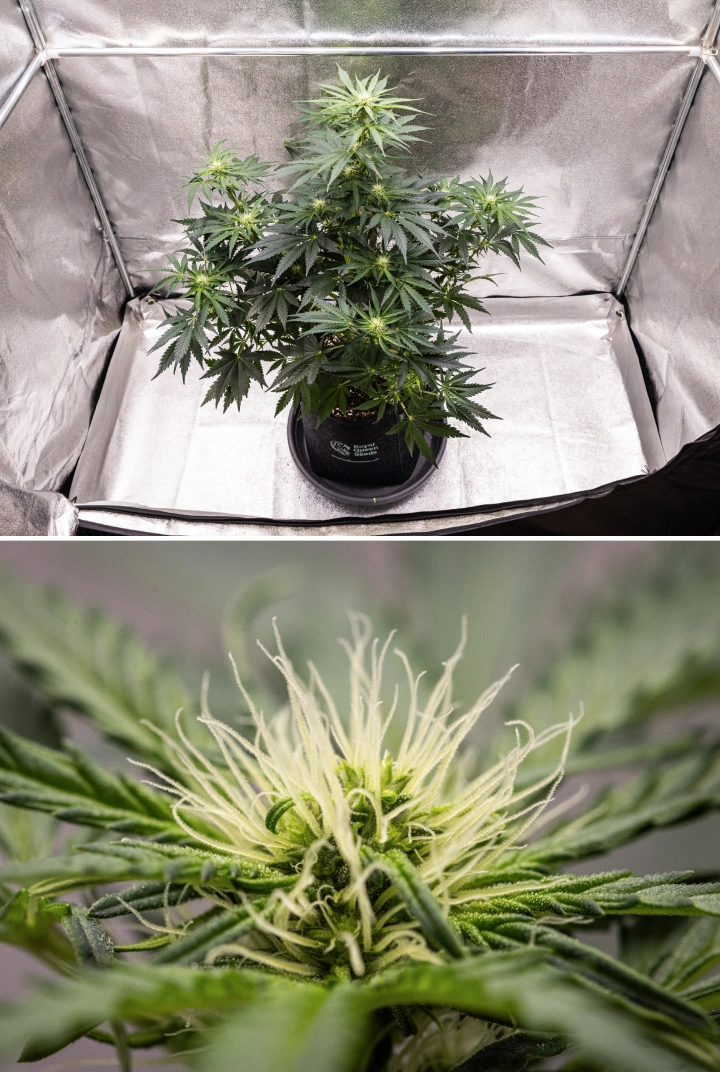 Royal Creamatic grow report: week 6, harsproductie Royal Creamatic cannabisplant in week 6, met harsrijke toppen, witte stampers, gezond blad en een uitgesproken hoofdcola.