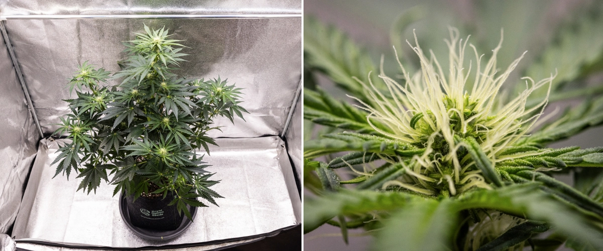 Royal Creamatic grow report: week 6, harsproductie Royal Creamatic cannabisplant in week 6, met harsrijke toppen, witte stampers, gezond blad en een uitgesproken hoofdcola.