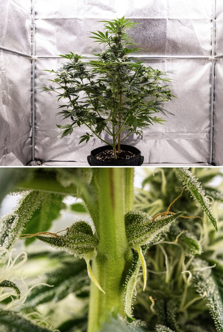 Royal Creamatic grow report: week 7, sterke trichoomproductie Royal Creamatic cannabisplant in week 7, met frostige toppen, zware trichoomdekking, witte stampers en gezond groen blad.
