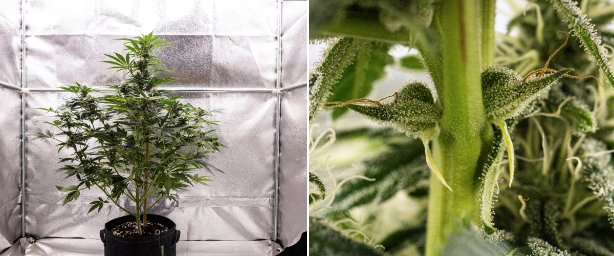 Royal Creamatic grow report: week 7, sterke trichoomproductie Royal Creamatic cannabisplant in week 7, met frostige toppen, zware trichoomdekking, witte stampers en gezond groen blad.