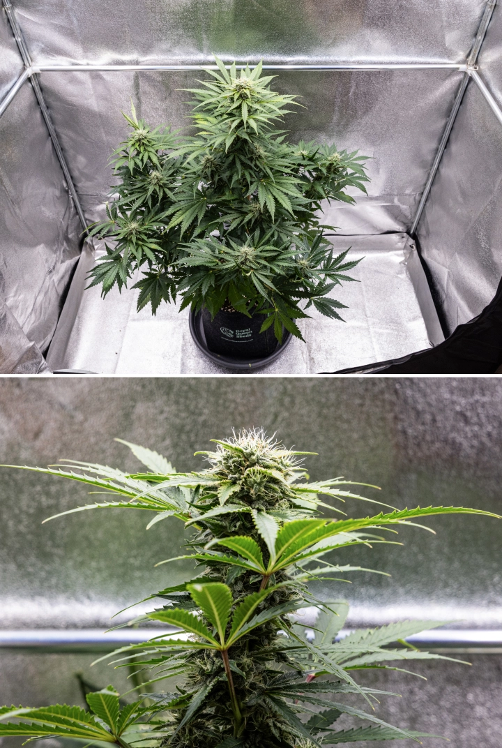 Royal Creamatic grow report: week 8, dichte kleverige toppen Royal Creamatic cannabisplant in week 8, met dichte kleverige toppen, frostige trichomen, witte stampers en gezonde groene bladeren.