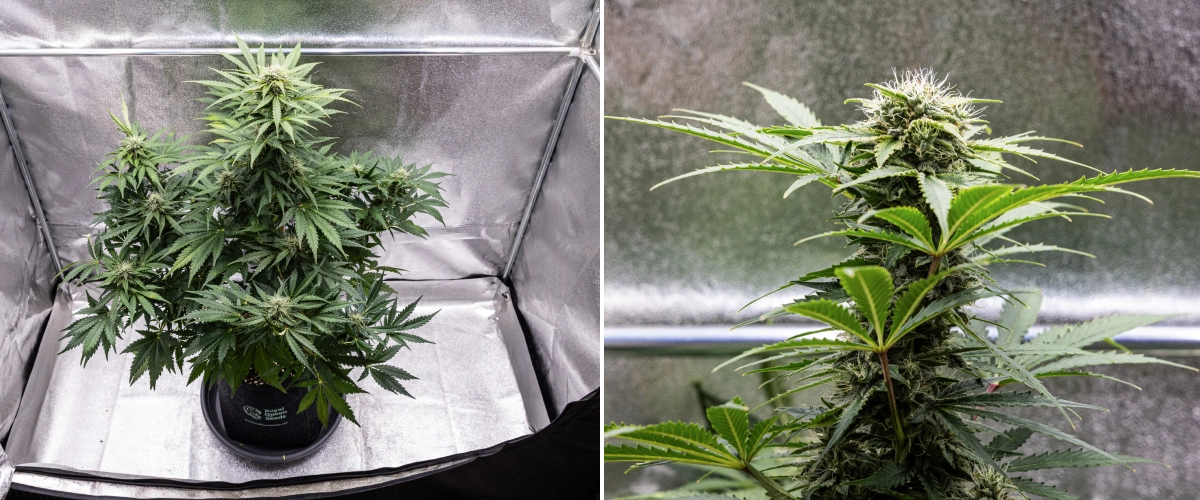 Royal Creamatic grow report: week 8, dichte kleverige toppen Royal Creamatic cannabisplant in week 8, met dichte kleverige toppen, frostige trichomen, witte stampers en gezonde groene bladeren.