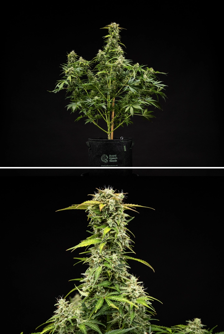 Royal Creamatic grow report: week 9, oogstklare toppen Royal Creamatic cannabisplant in week 9, met oogstklare toppen, frostige trichomen, witte stampers en een sterke hoofdcola.