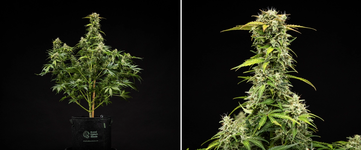 Royal Creamatic grow report: week 9, oogstklare toppen Royal Creamatic cannabisplant in week 9, met oogstklare toppen, frostige trichomen, witte stampers en een sterke hoofdcola.