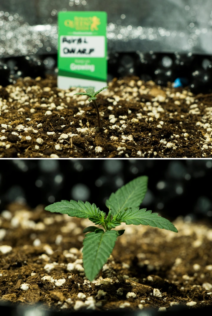 Royal Dwarf Cannabissämlinge in Woche 1, mit frühem Wachstum, grünen Blättern, perlitreicher Erde und einer Royal Queen Seeds Packung.