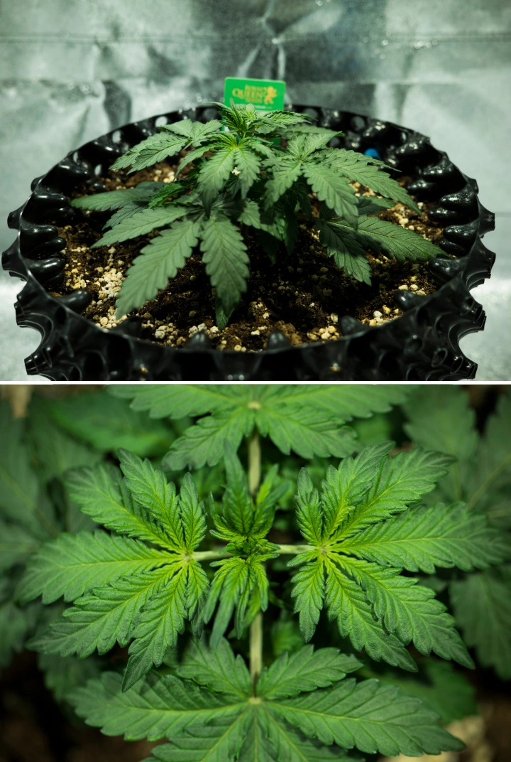 Royal Dwarf Cannabispflanze in Woche 2, mit kompaktem vegetativem Wachstum, gesunden grünen Blättern, kurzen Internodien und perlitreicher Erde.