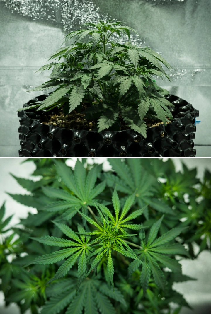 Royal Dwarf Cannabispflanze in Woche 3, mit kompaktem, blattreichem Wachstum, frühen Blüteanzeichen, gesundem grünem Laub und einem AirPot-Topf.