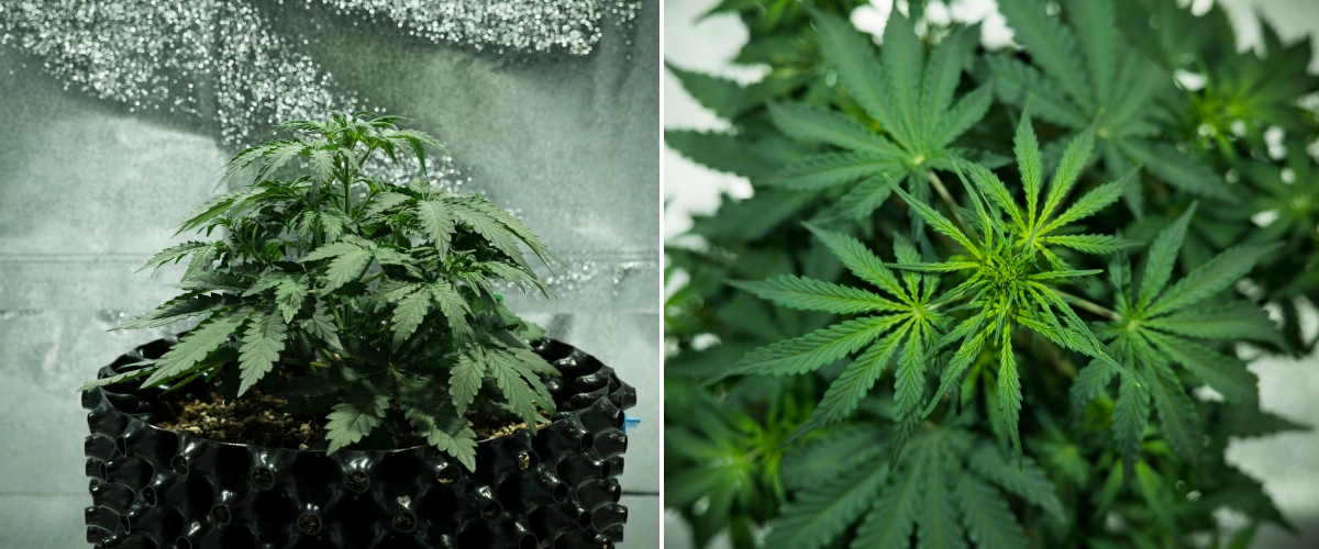 Royal Dwarf Cannabispflanze in Woche 3, mit kompaktem, blattreichem Wachstum, frühen Blüteanzeichen, gesundem grünem Laub und einem AirPot-Topf.