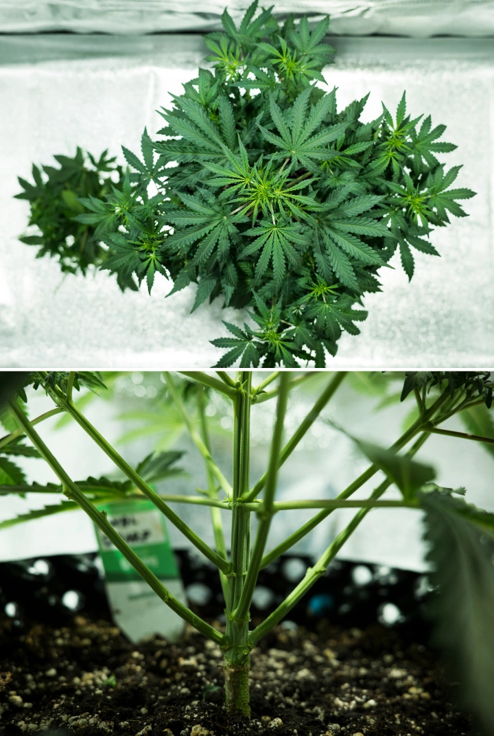 Royal Dwarf Cannabispflanze in Woche 4, mit früher Blüte, gesundem grünem Laub, kräftiger Zweigstruktur und stabilem Hauptstamm.