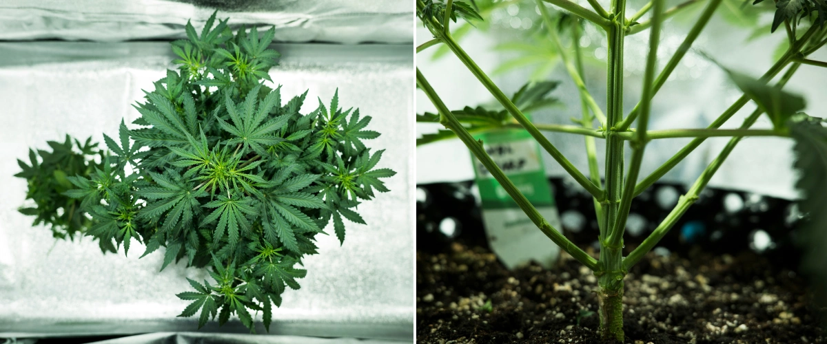 Royal Dwarf Cannabispflanze in Woche 4, mit früher Blüte, gesundem grünem Laub, kräftiger Zweigstruktur und stabilem Hauptstamm.